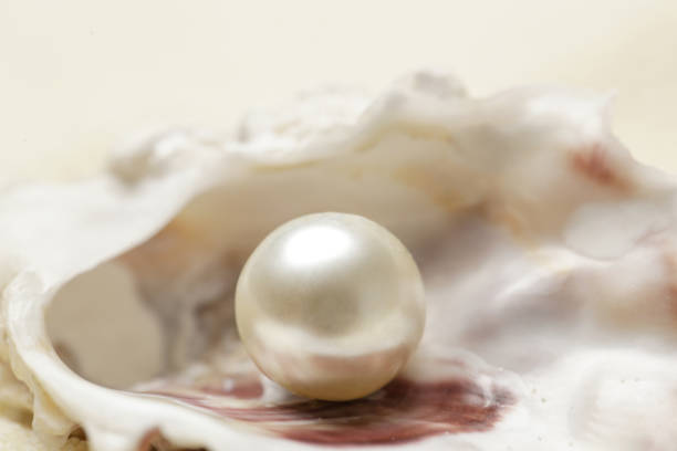 Word Oysters